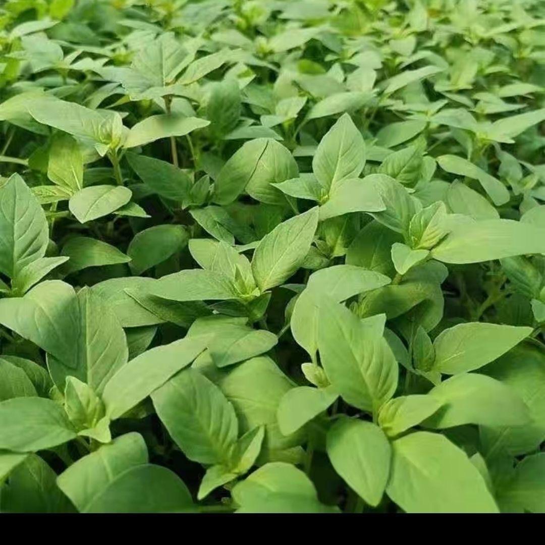 小张生鲜蔬菜