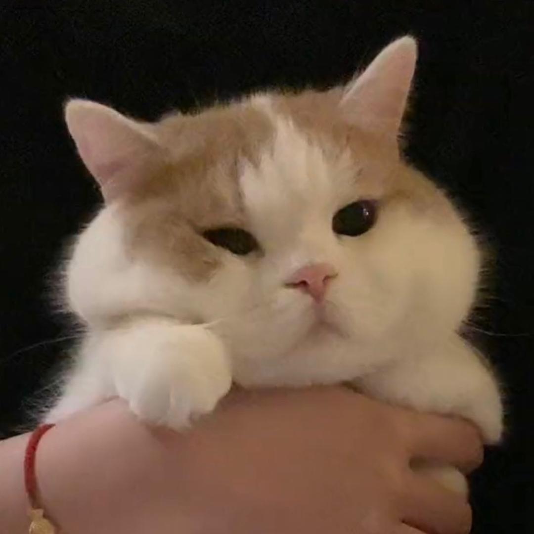 NoNo不可以噢🐈