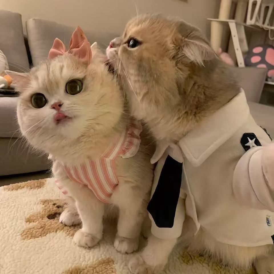 青青好饿