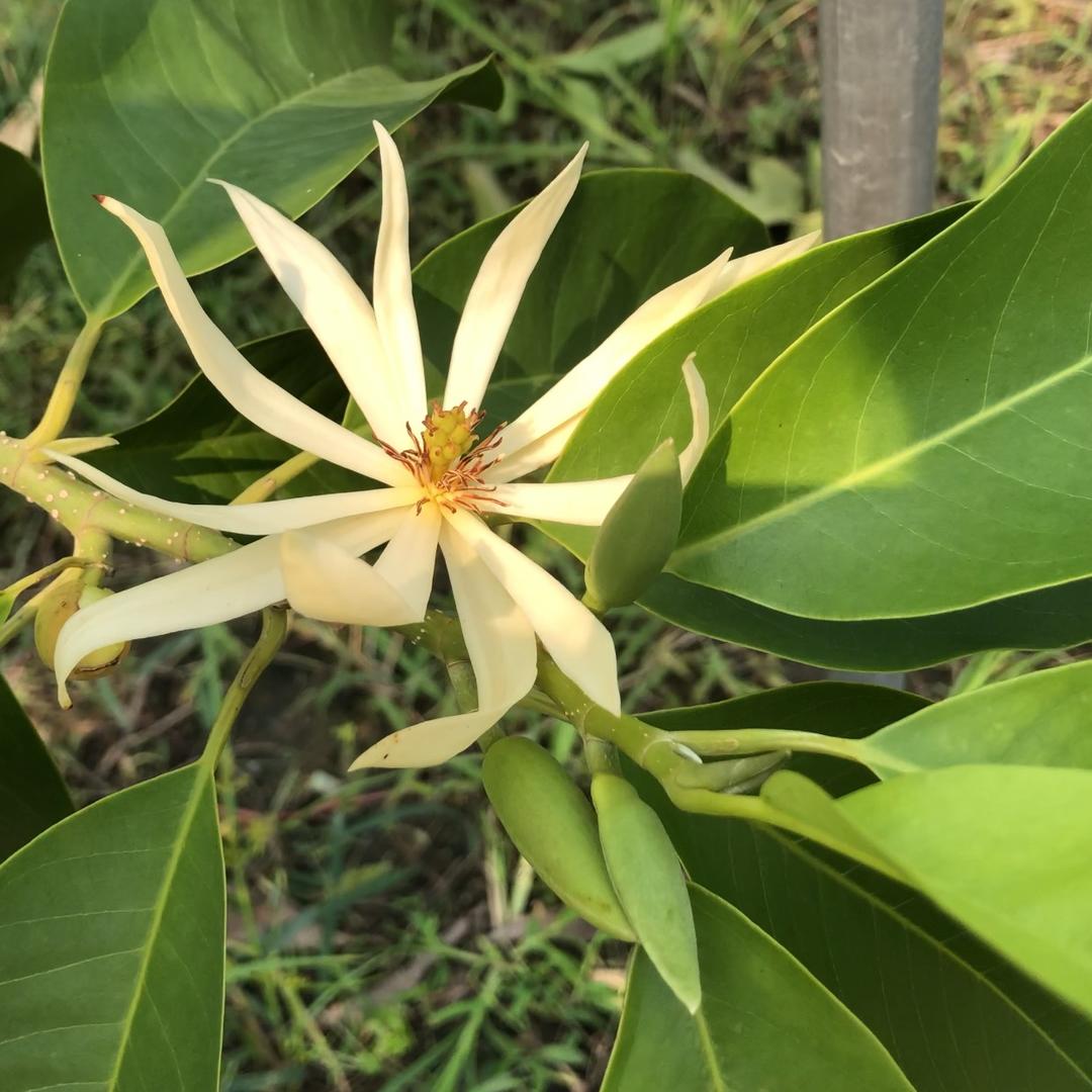浙江十里花田白兰基地