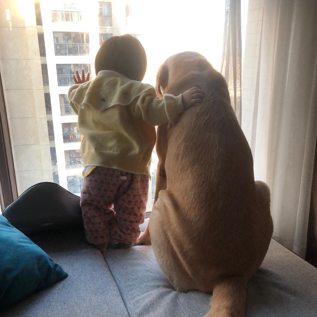 拉布拉多仔仔