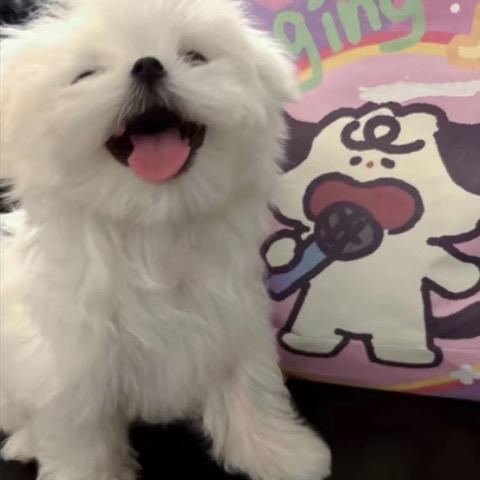 TT梦梵