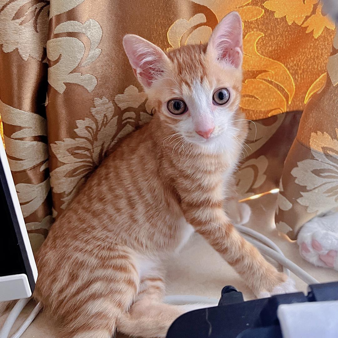 猫界招财喵
