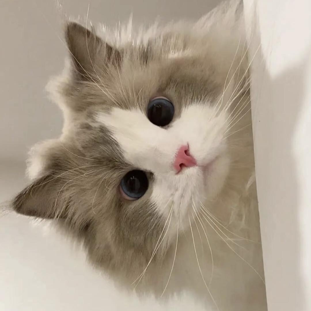 喵喵没吃饱（猫仓）