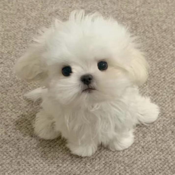 小胖吖