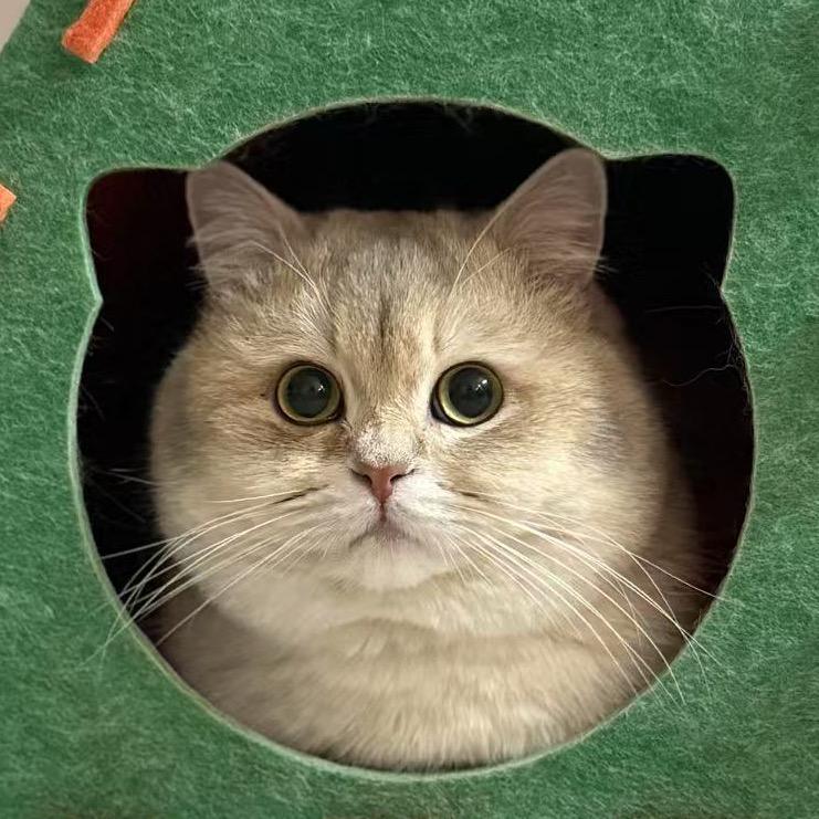 小海豹是只喵喵