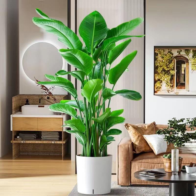 华天绿植优选