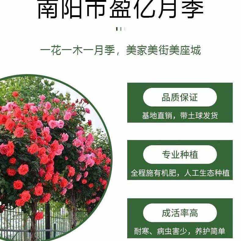 南阳盈亿月季