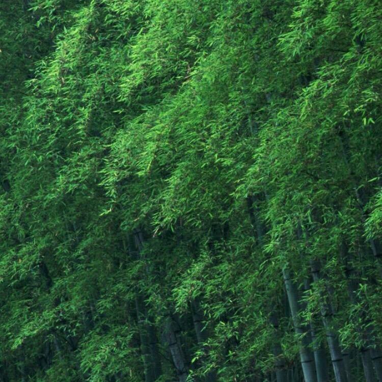 白茶树下的少年