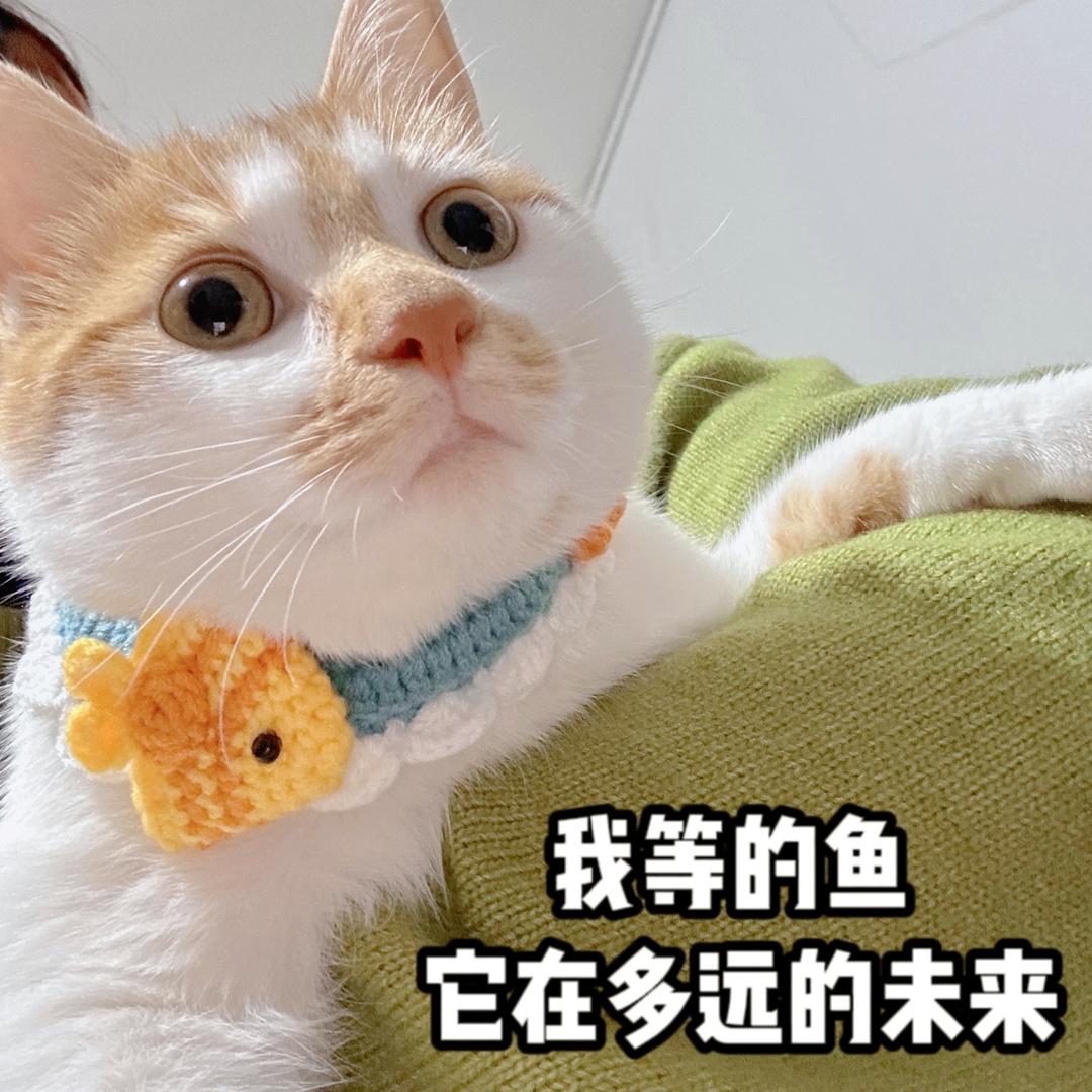 橙子🍊皮