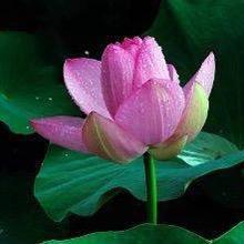 🌹开富贵