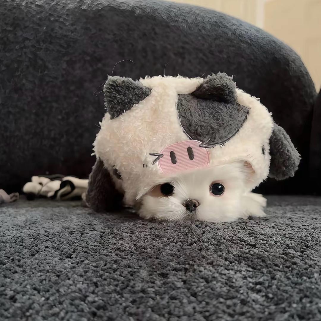 见见的ID