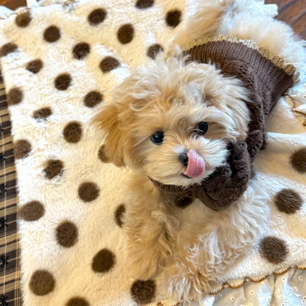 马尔泰专场•杭州