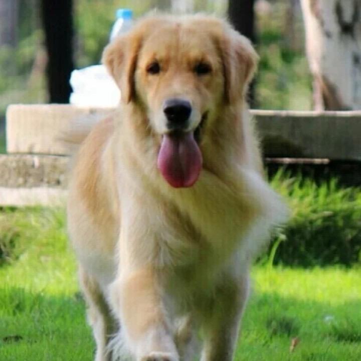 南阳萱草屋金毛犬舍