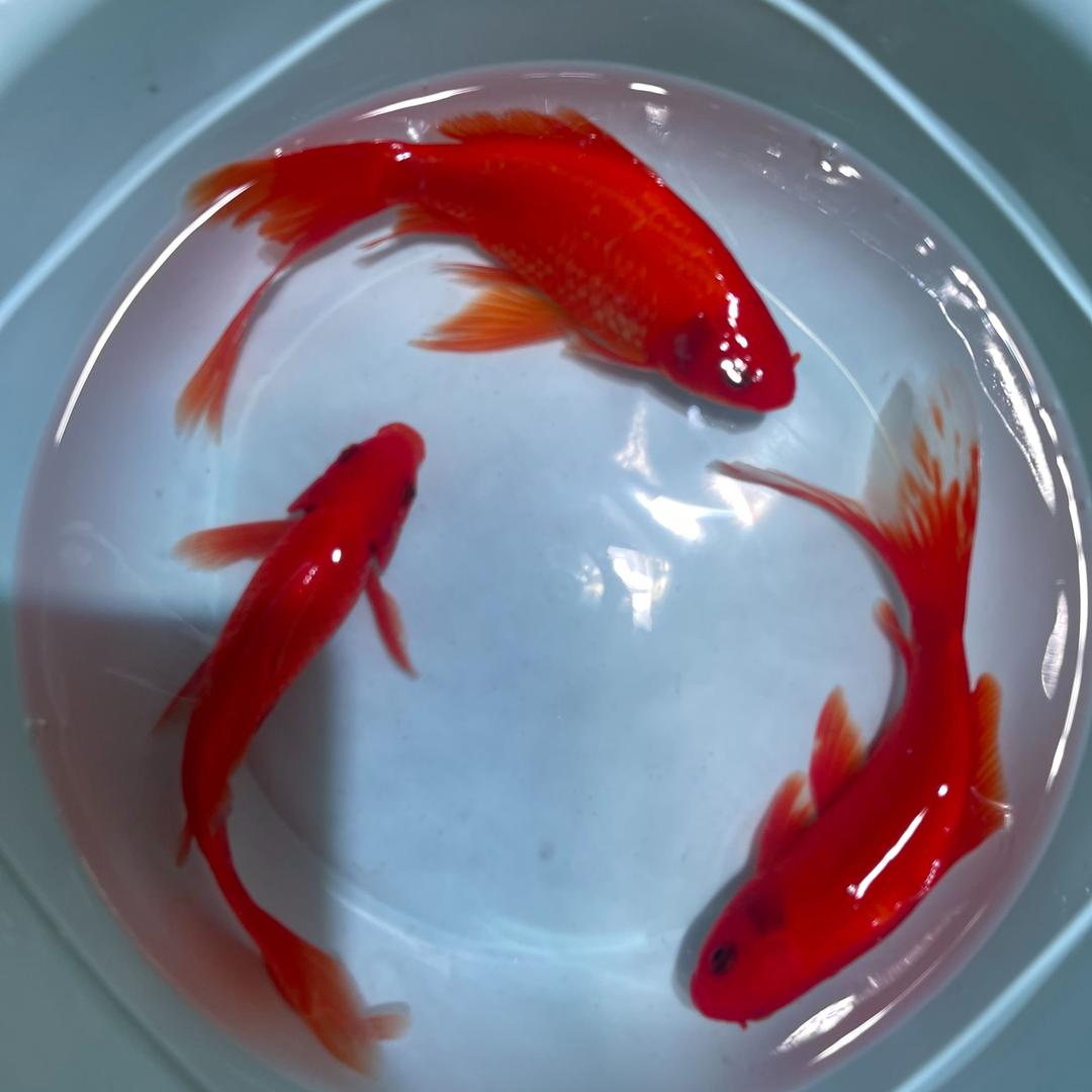 阿水锦鲤观赏鱼