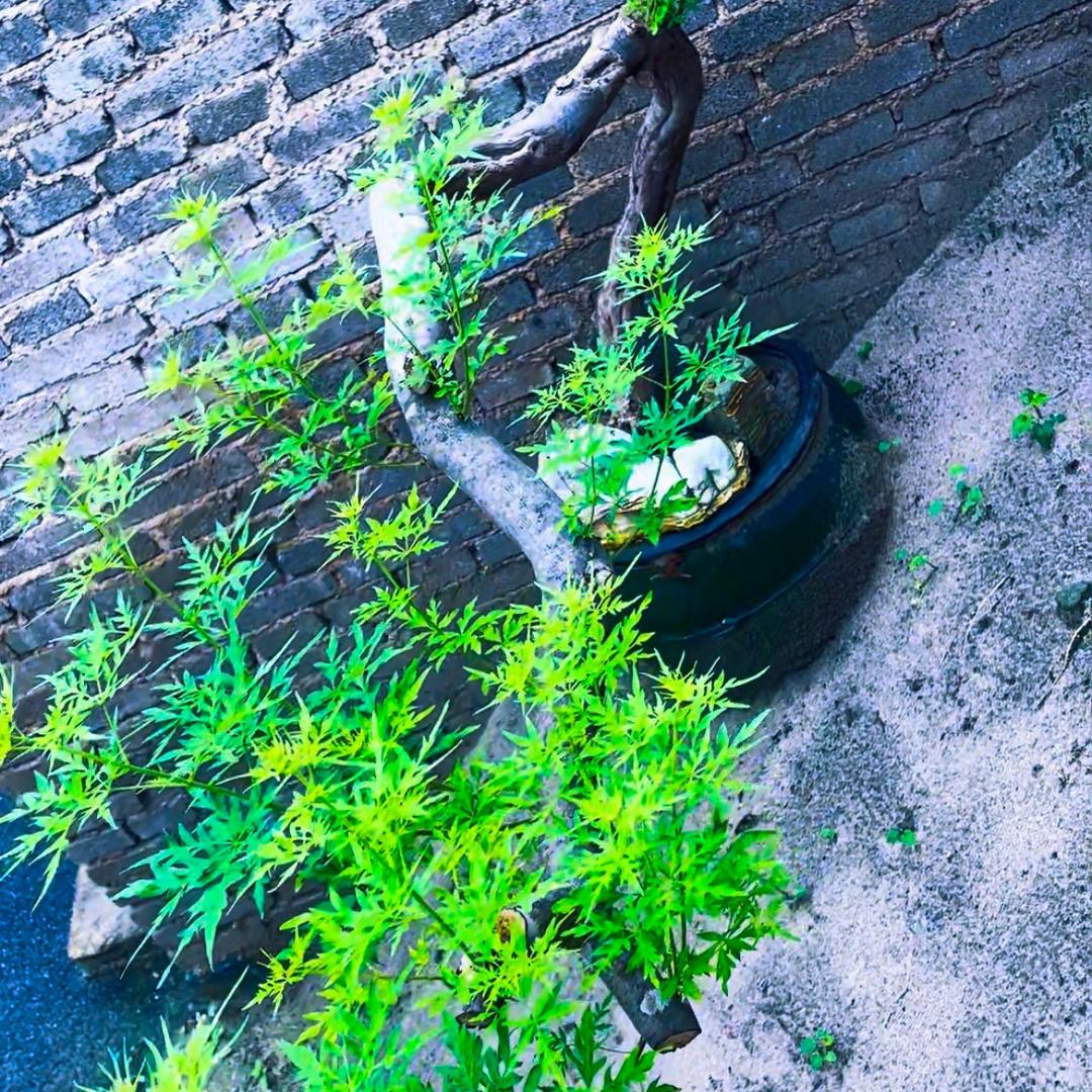 太行精选黄荆