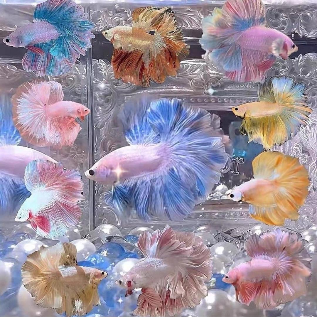 快叫大爷