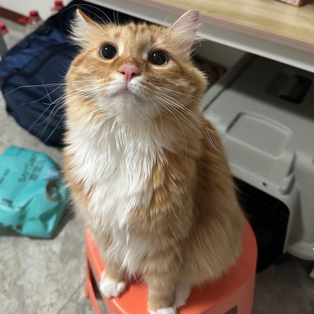 少少甜