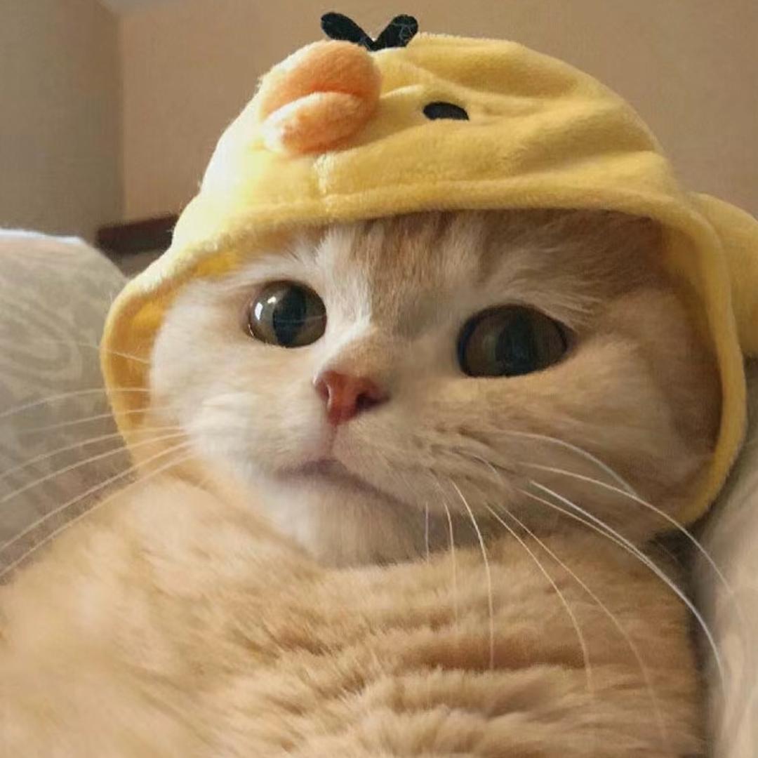 猫妹，。