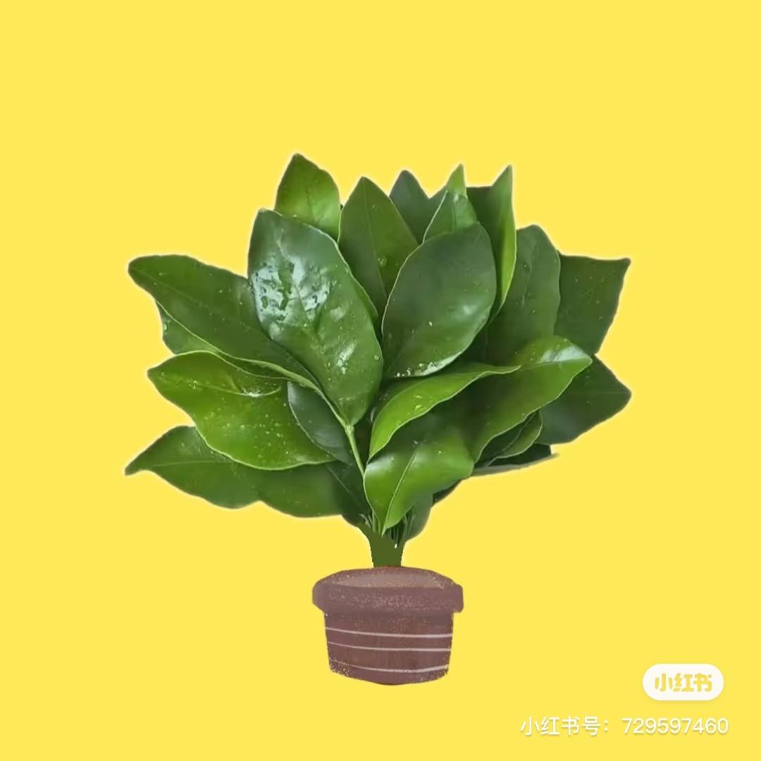 陈钱罐子