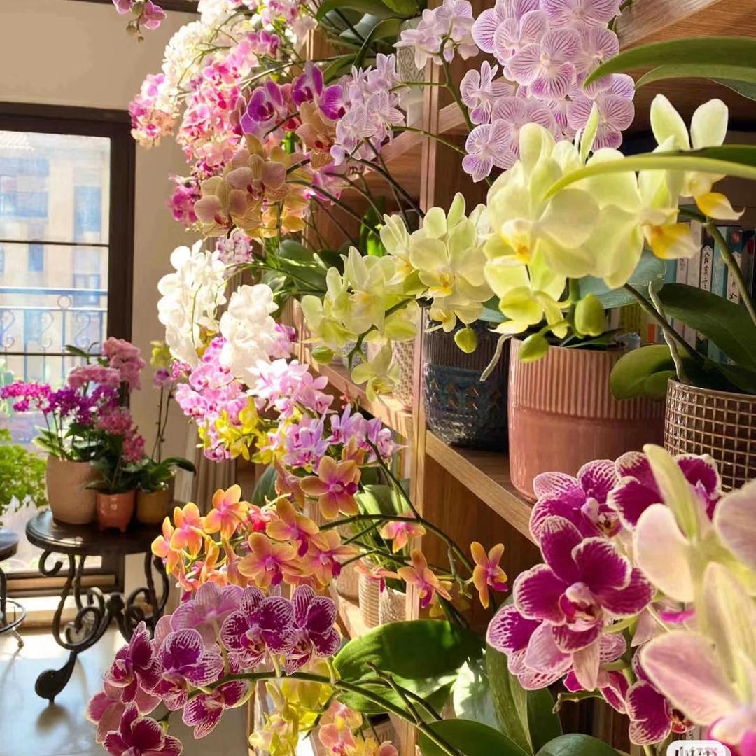 朵颜庭院绿化🍀