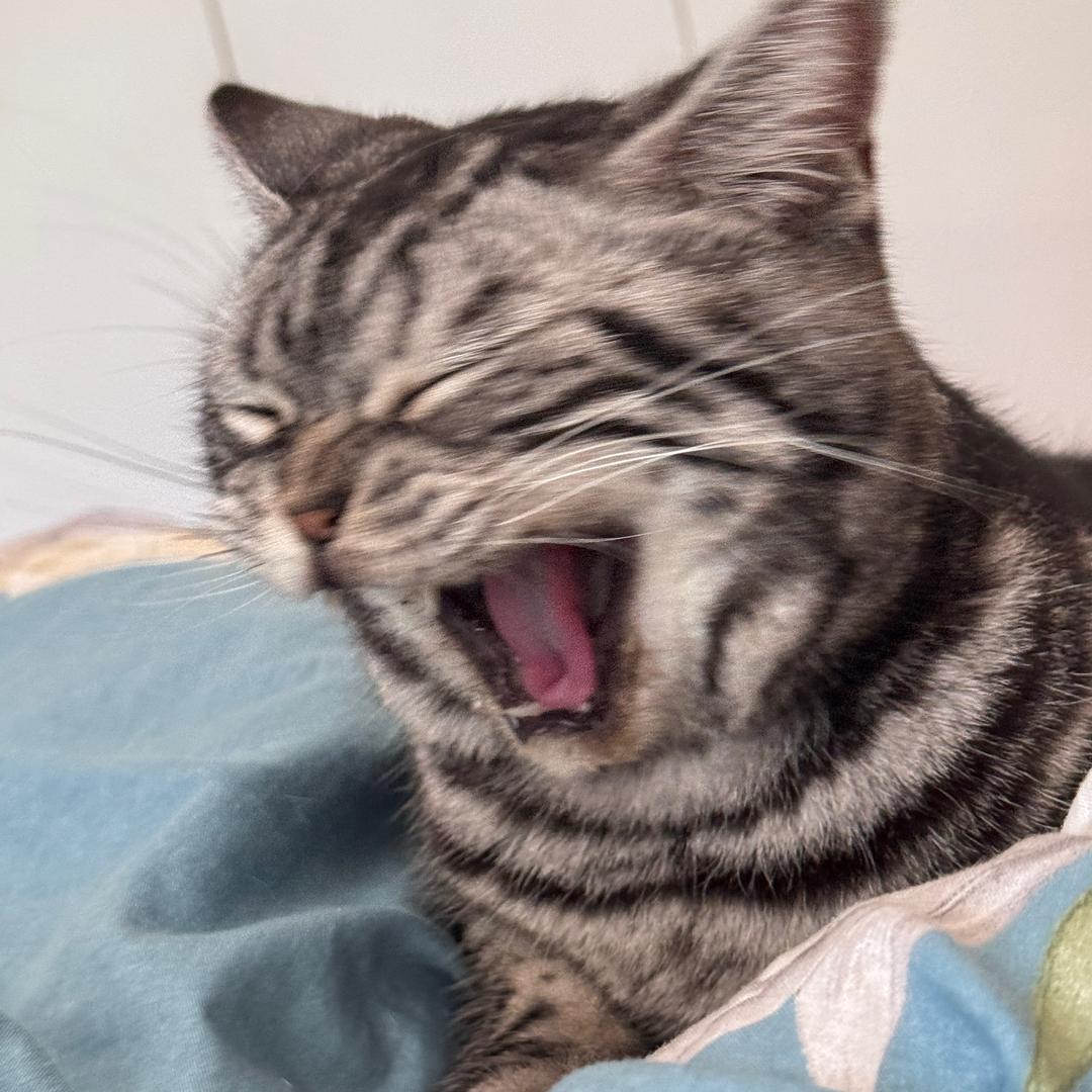 我是只小猫🐈
