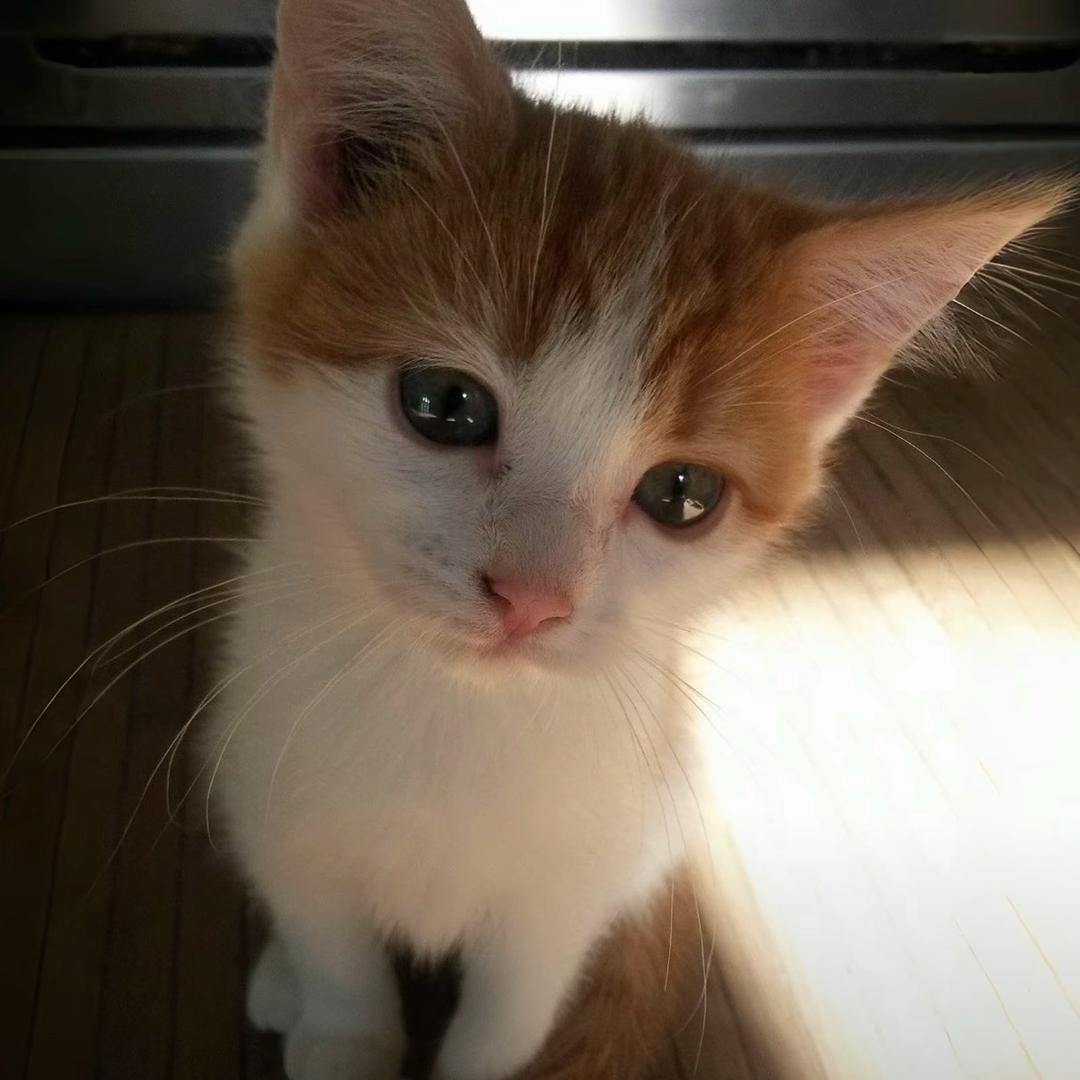 小猫天下第一萌