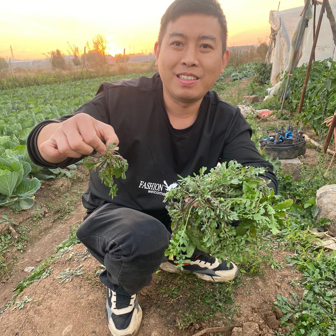 鲁南小农民野菜