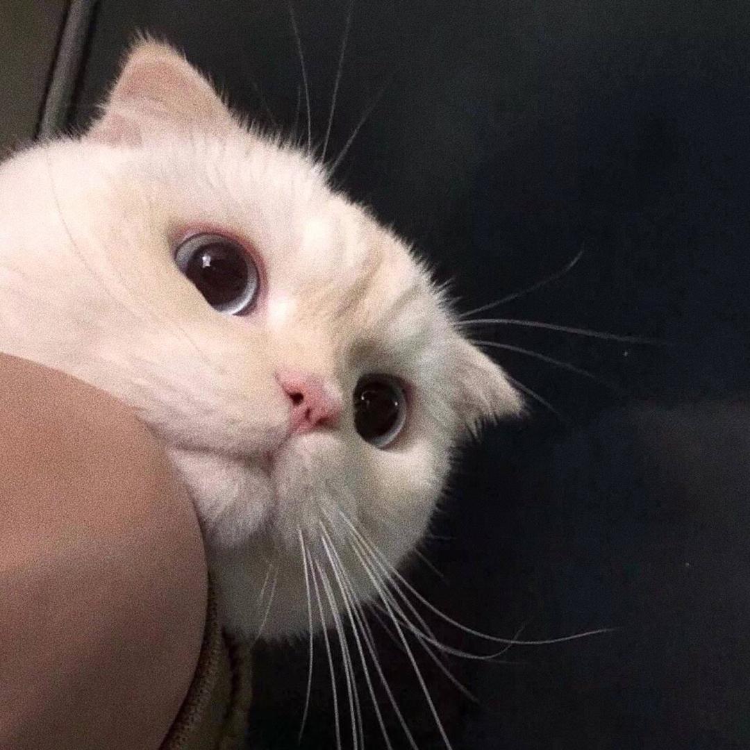 你在说什么啊