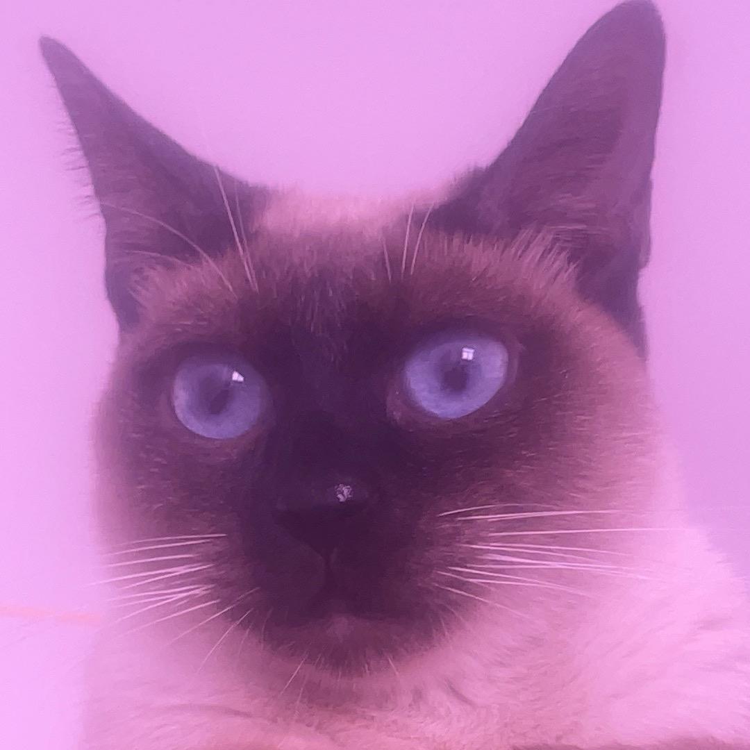 小幸运（三角洲行动）