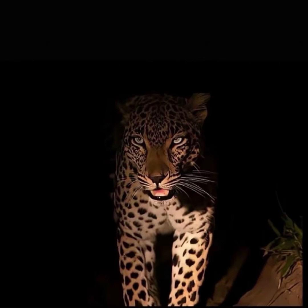 🐾