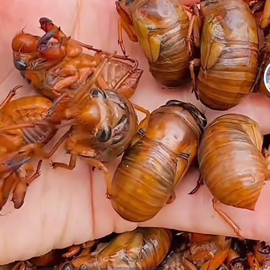 长垣-金蝉批发零售