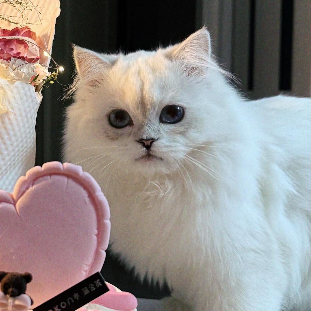 谢逊的猫🐈‍⬛