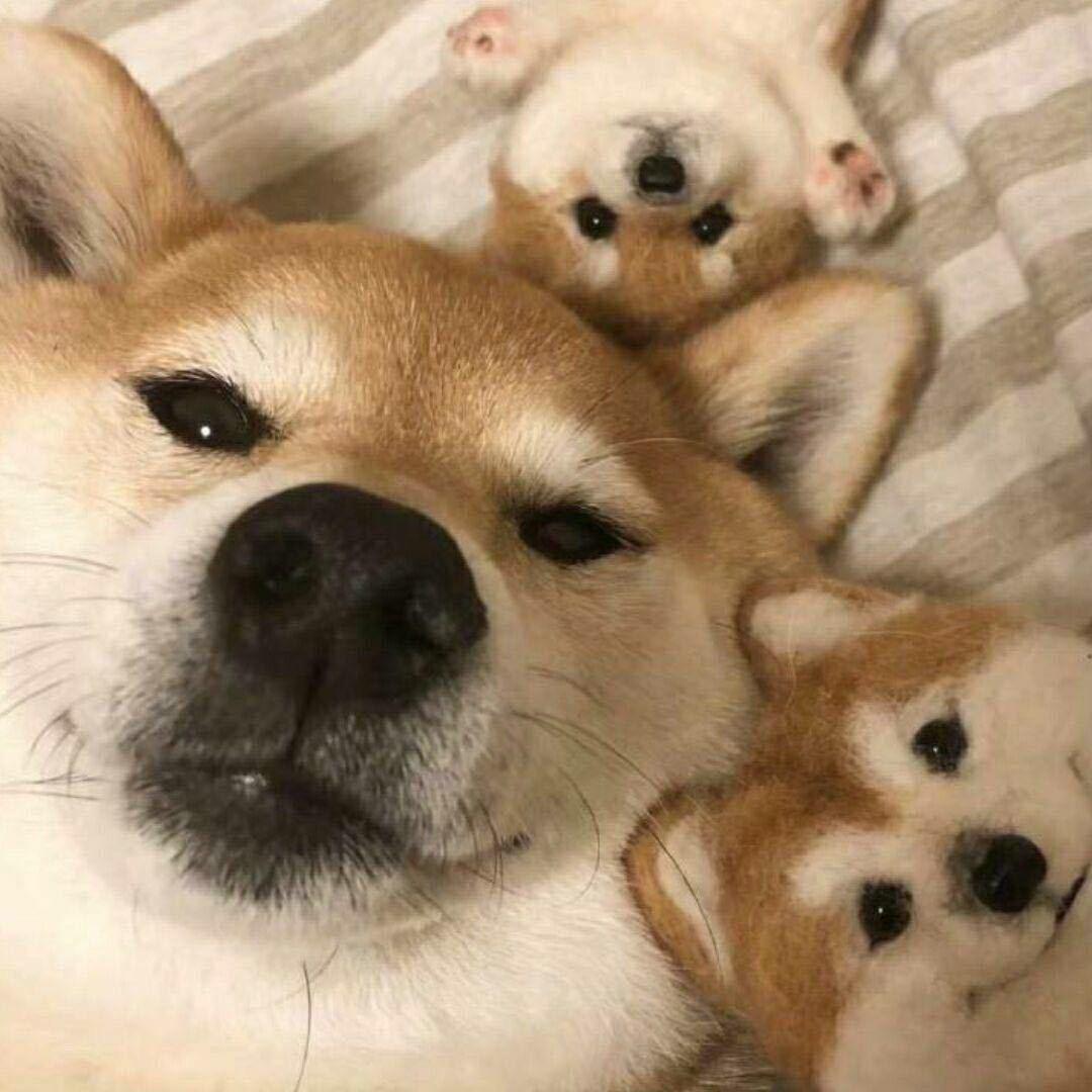 红薯面条