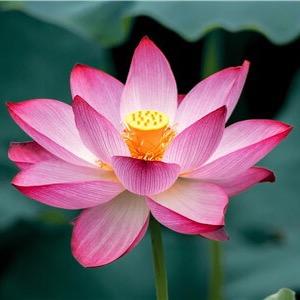 陈大爷（猪饲料批发）