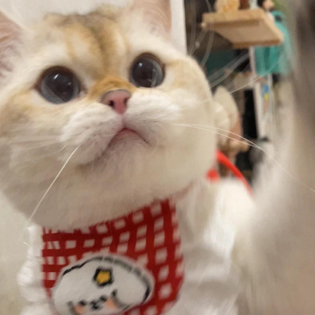 开瑞是只猫