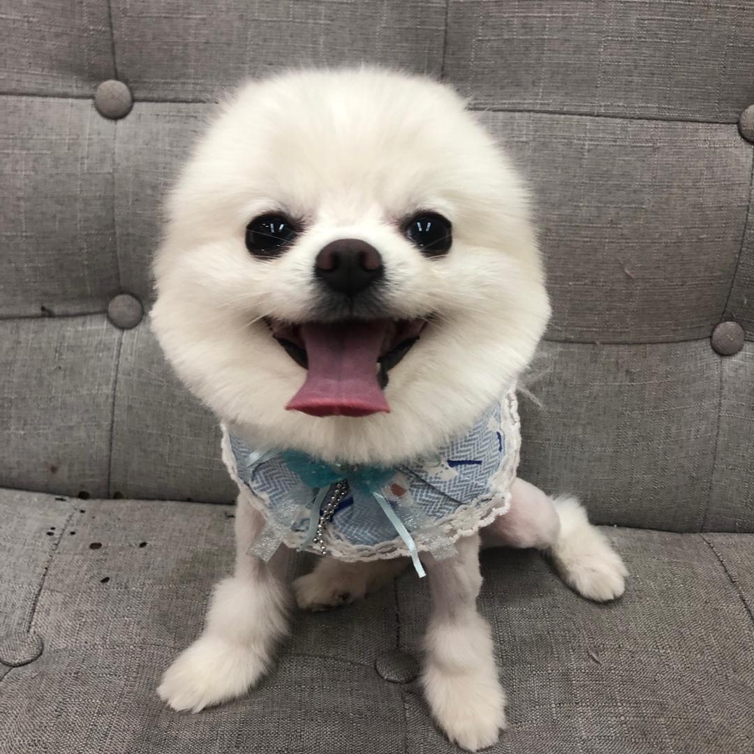 coco不喝奶茶
