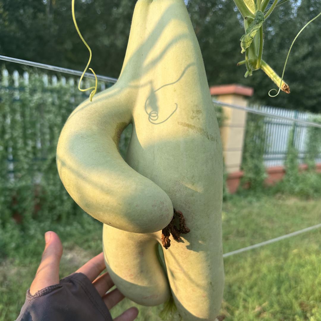 奇葫阁葫芦（葫芦种植后期）
