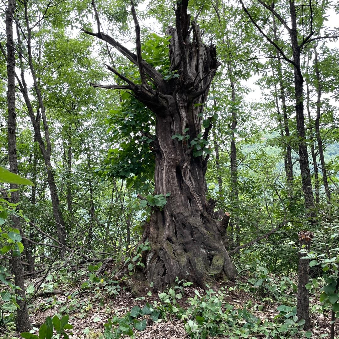 盆景之家