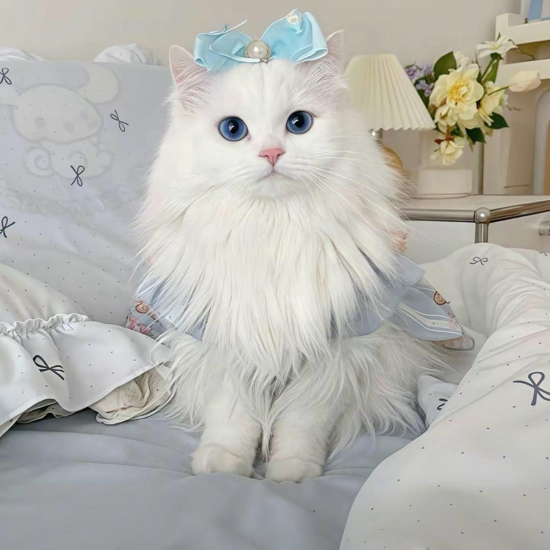 喵呆呆宠物用品