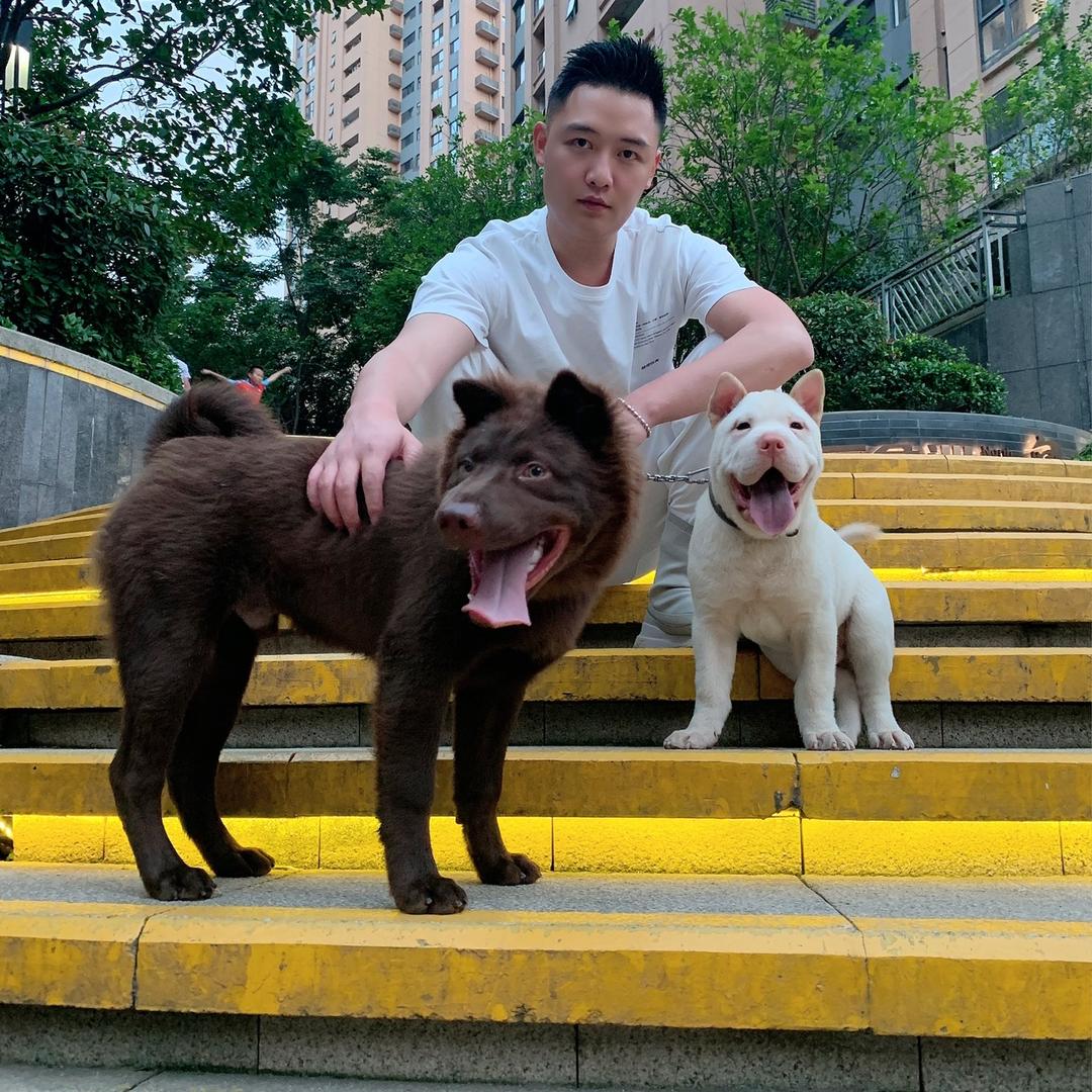 阿鹏养的田园犬