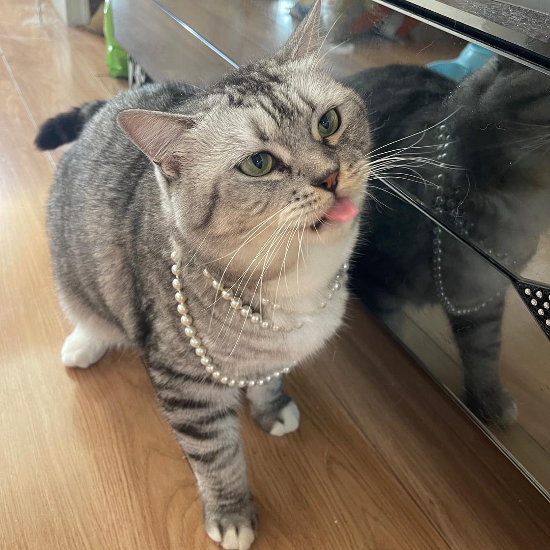 霸王是个只肥猫