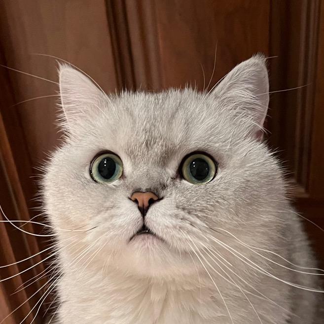 西米爱猫咪（努力戒卡版）