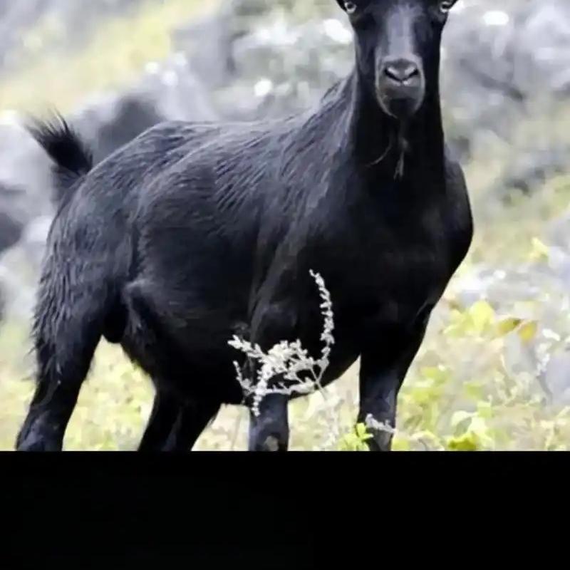 武云侠的露裕好货店