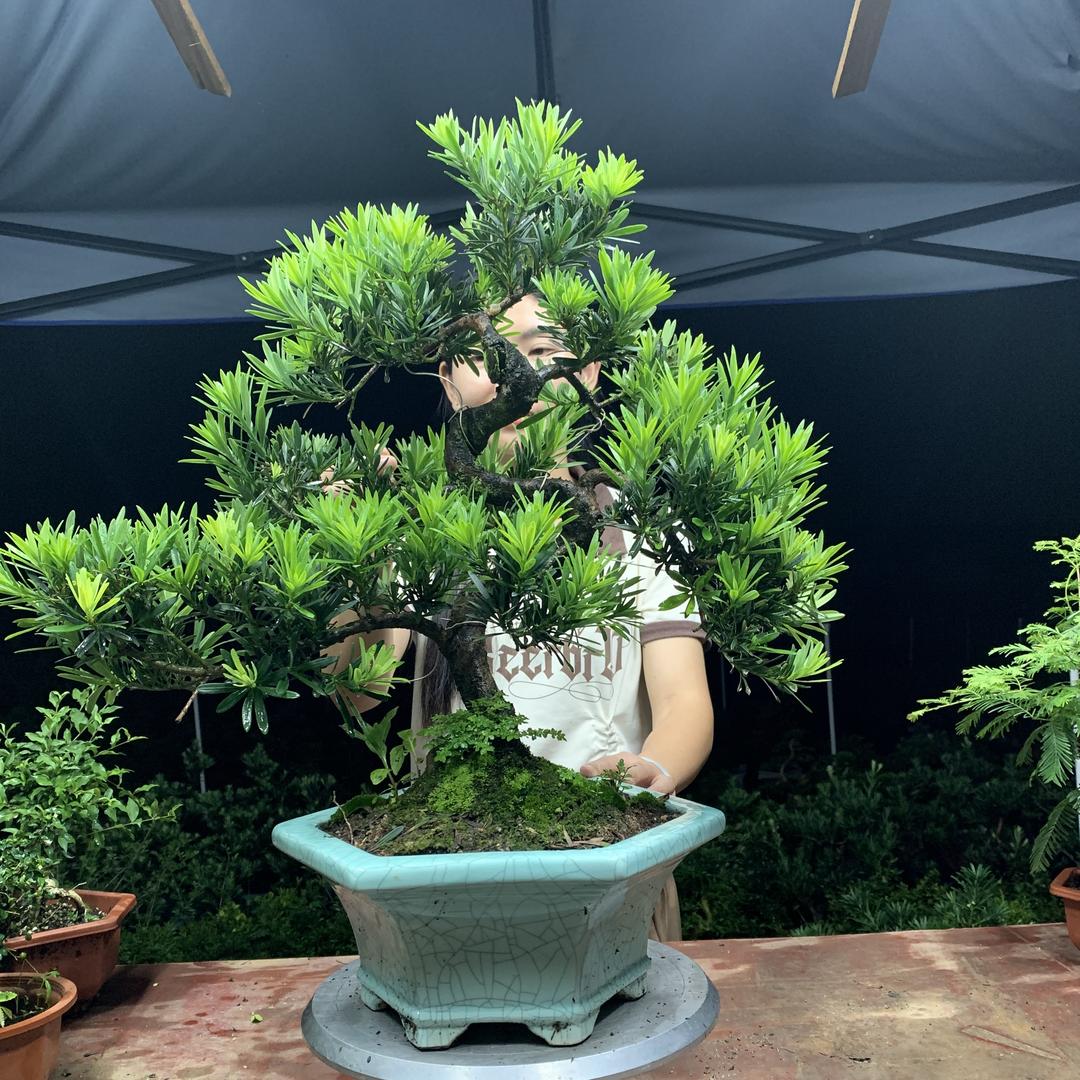 鸿园盆景园艺