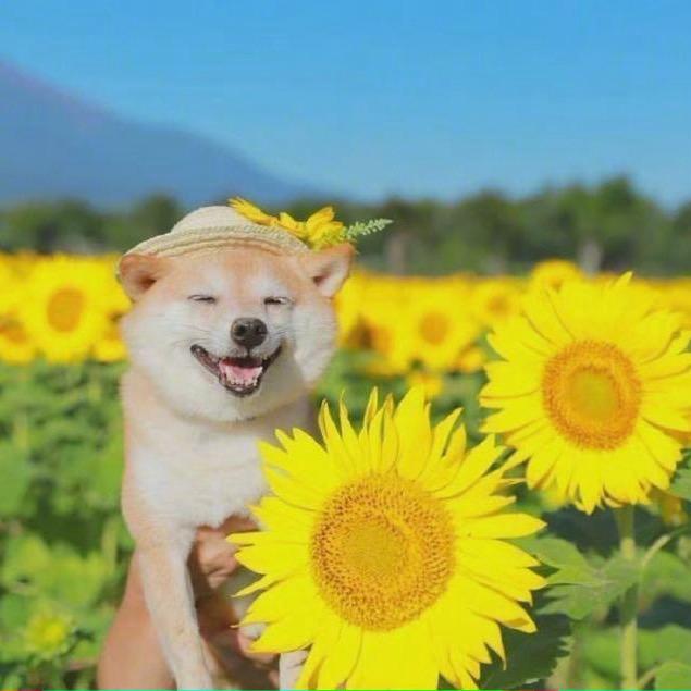 记录美好生活