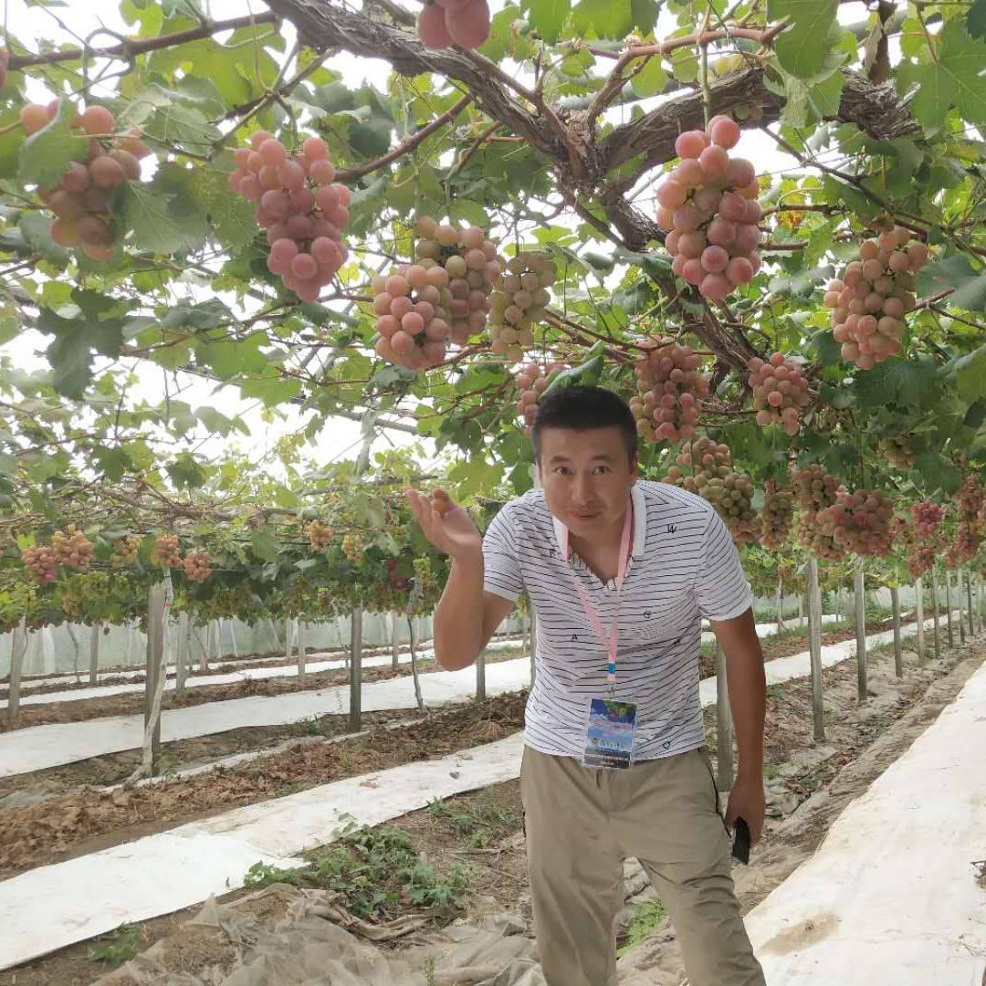 昌盛葡萄苗木