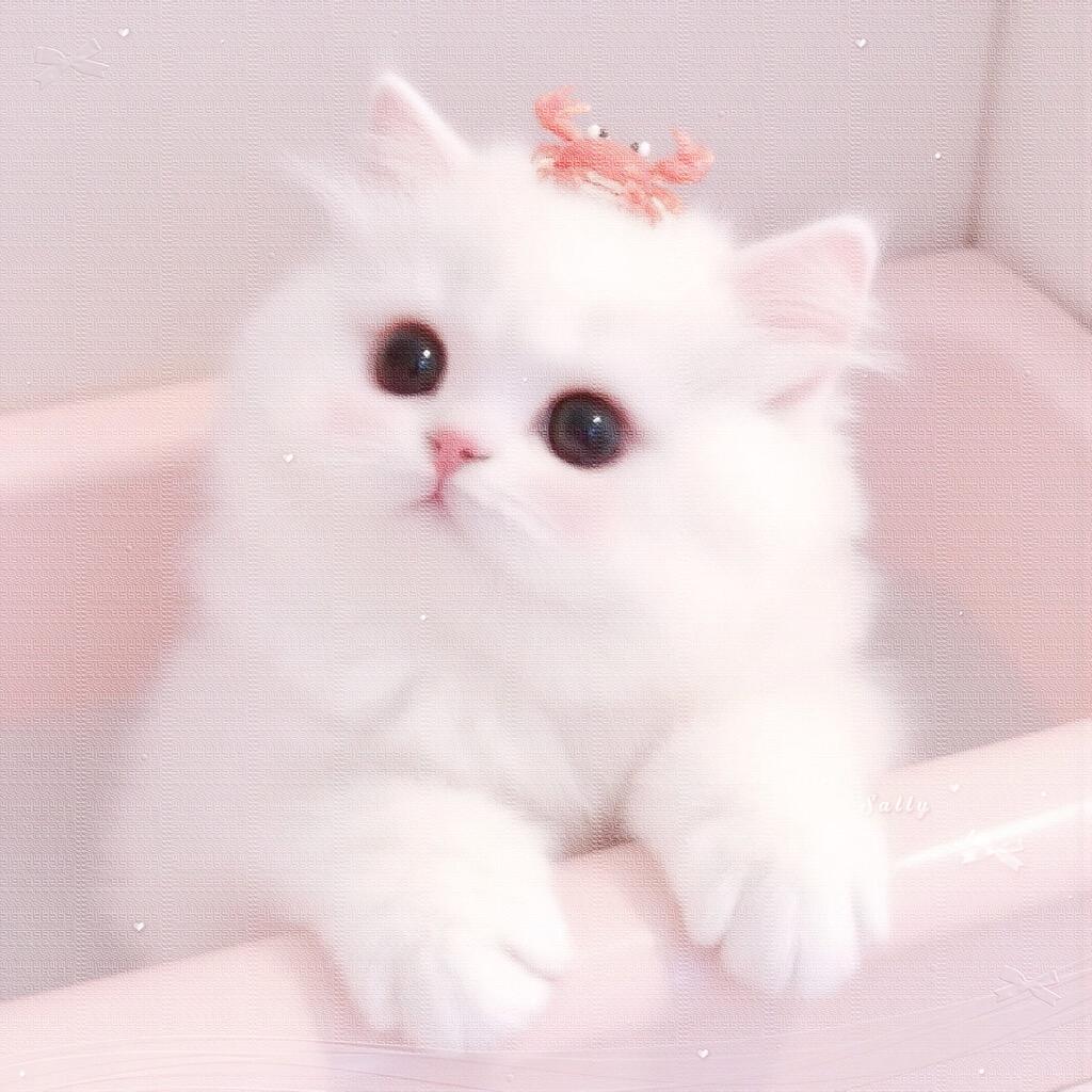 你是哪块小饼干