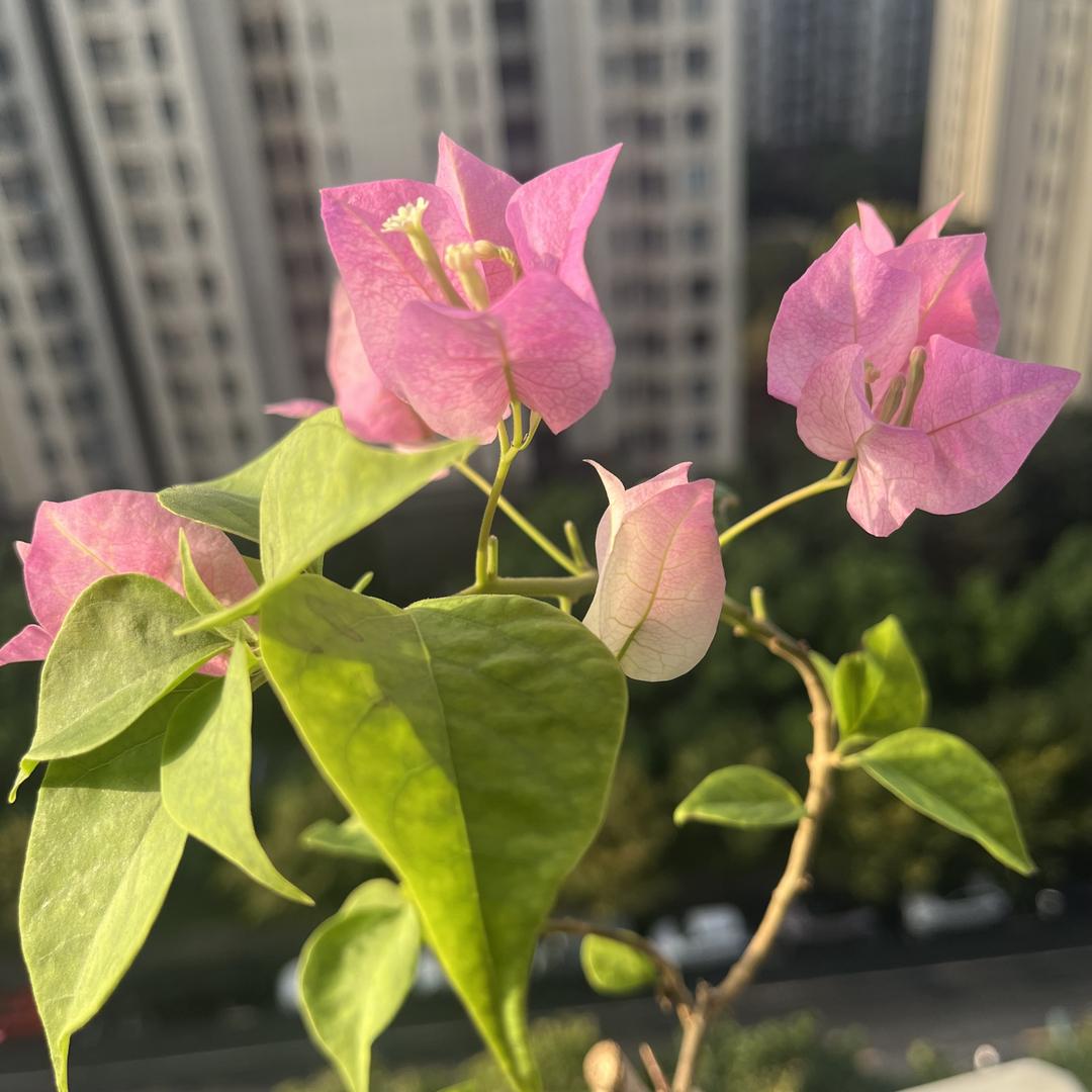 澳澳妈