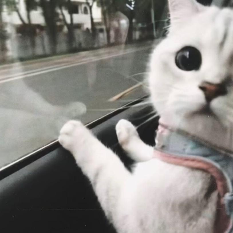 谁偷走了我的肉🤧